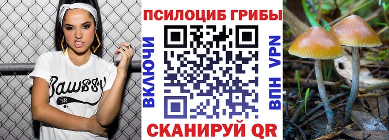закладки Полярные Зори Псилоцибиновые грибы Psilocybe